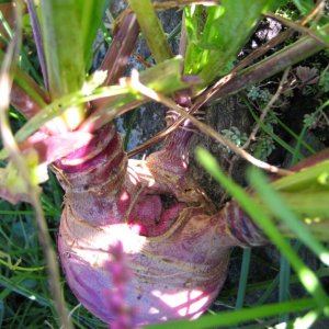 Kurioses aus dem Garten - Kohlrabi