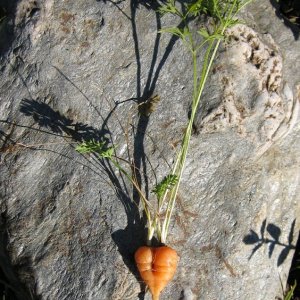 Kurioses aus dem Garten - Karotten