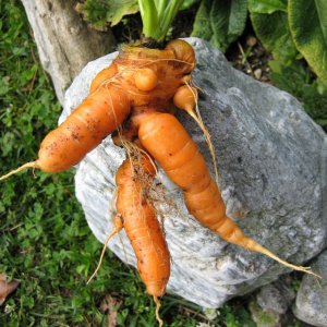 Kurioses aus dem Garten - Karotten