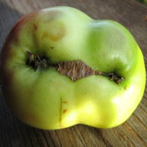 Kurioses aus dem Garten - Äpfel