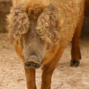 Tierpark Haag