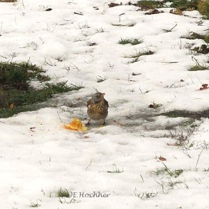 Warten auf den Frühling