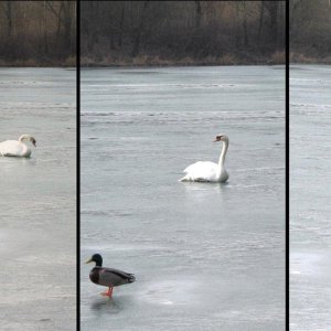 Da muss ich wohl …