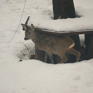 Besucher im Garten
