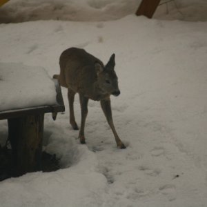 Besucher im Garten