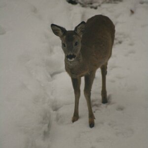 Besucher im Garten