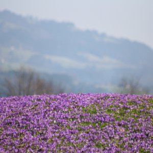 Krokuswiese