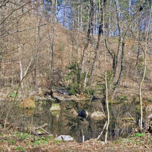 Das Krokodil von Pörtschach am Wörthersee