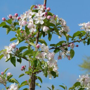 Apfelblüte Vinschgau 2012