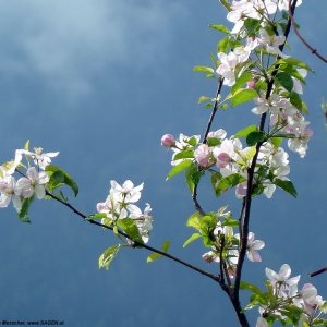 Apfelblüte Vinschgau 2012