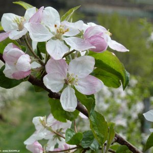 Apfelblüte Vinschgau 2012