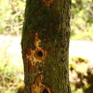 Stillensteinklamm in Grein