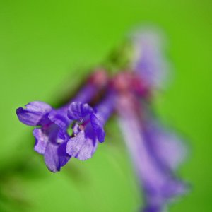 Botanischer Garten Klagenfurt - Wulfenia