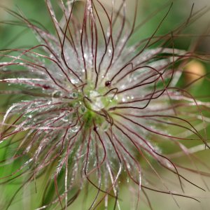 Botanischer Garten Klagenfurt - Verblühte Schwarze Kuhschelle