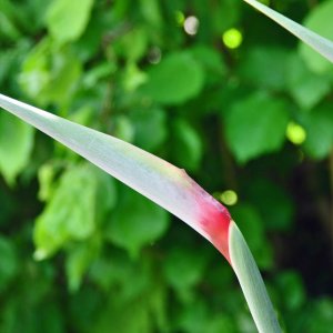 Botanischer Garten Klagenfurt - Papageienblume