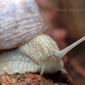 Schnecke