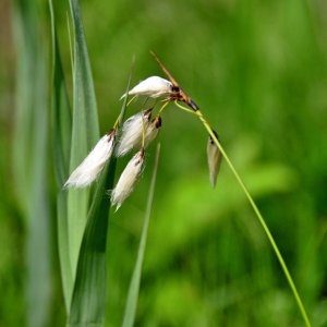 Gladiolenwiese in Oberschütt (Bez.Villach) - Sumpfpflanze