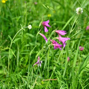 Gladiolenwiese in Oberschütt (Bez.Villach)