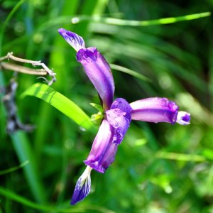 Gladiolenwiese in Oberschütt (Bez.Villach)