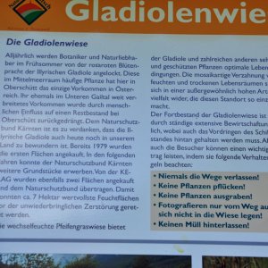 Gladiolenwiese in Oberschütt (Bez.Villach)