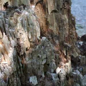 Felsengebirge oder sterbendes Holz ???