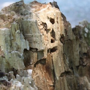 Felsengebirge oder sterbendes Holz ???