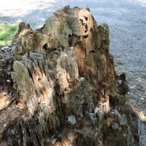 Felsengebirge oder sterbendes Holz ???