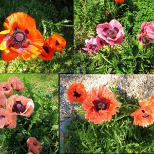 Mohnblüten im Mohngarten