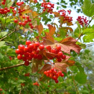 Erste Herbstboten