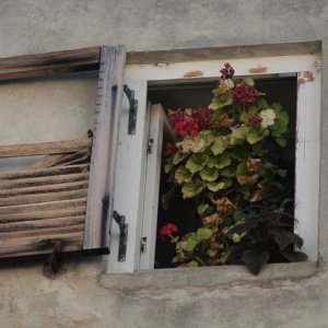 Izola