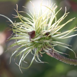 Samenbildung am Beispiel der Clematis