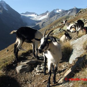 Bergziegen Stubaier Alpen