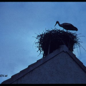 Storch im Burgenland