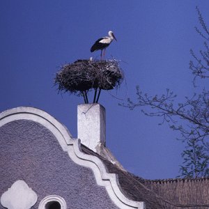 Storchennest in Burgenland