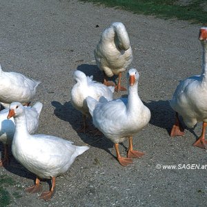 Gänsefamilie