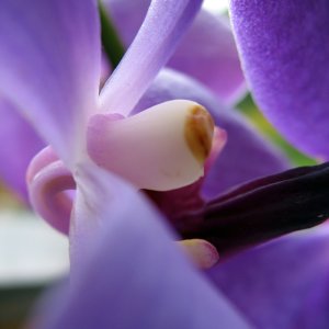 Orchidee