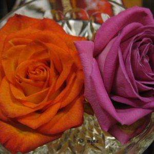 rosen
