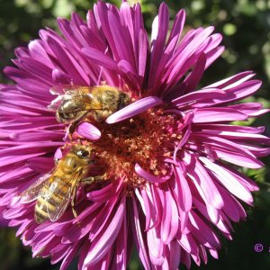 von blumen und bienen