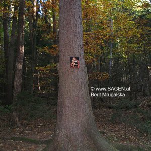 Mariahilf-Bild im Wald