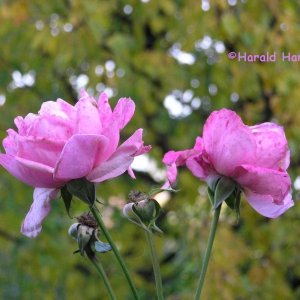 Die letzte Rose