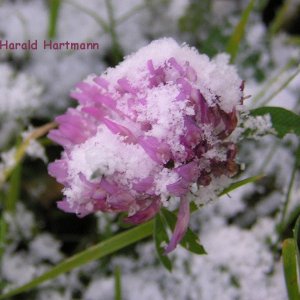 Klee in Schnee