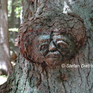 Medium 'Waldgeist' in der Kategorie 'Bäume'