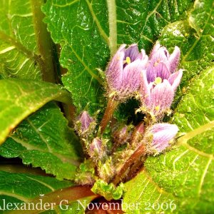 Knospen des zweiten Blütenstandes