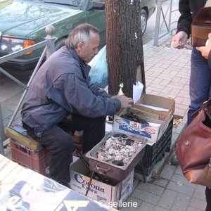 Maronibrater in Tirana