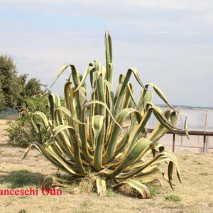 Kaktus in Policoro