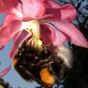 Hummel in Akelei
