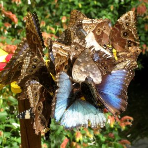 Schmetterlingshaus von Bordano