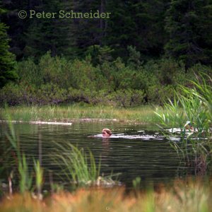 Am Göfelesee