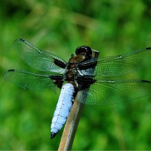 Blaue Plattbauch Libelle