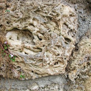 Medium 'Tuffstein' in der Kategorie 'Geologie'